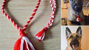 Jak udělat kouzlo pro psa sami